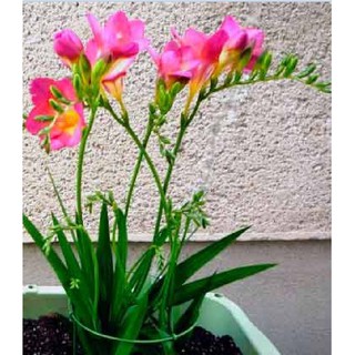 Củ giống hoa lan nam phi hoa màu hồng phấn ( 1 củ + 1 viên nén xơ dừa ươm củ )