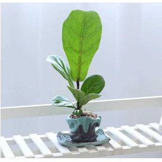 Chậu trồng cây méo tc008 - chậu gốm trồng sen đá, bonsai