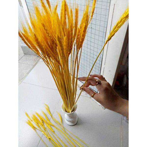 Bó bông lúa vàng tài lộc phong thủy (100 cây, 50cm)