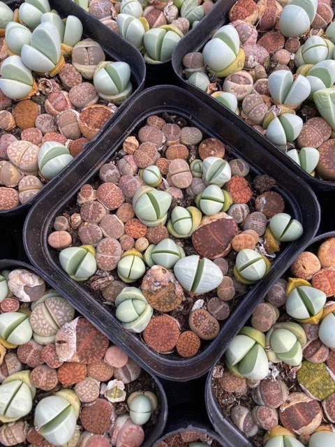 [SIÊU SALE] CHẬU SEN ĐÁ LITHOPS ĐỦ LOẠI NGẪU NHIÊN (SEN MÔNG; THẠCH LAN)