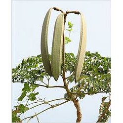 Vỏ cây nục nác TƯƠI
