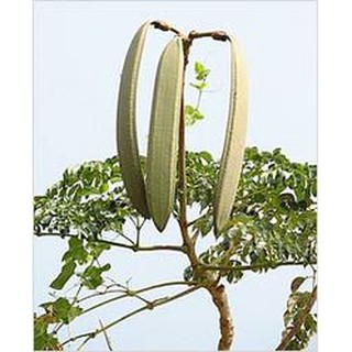 Vỏ cây nục nác TƯƠI