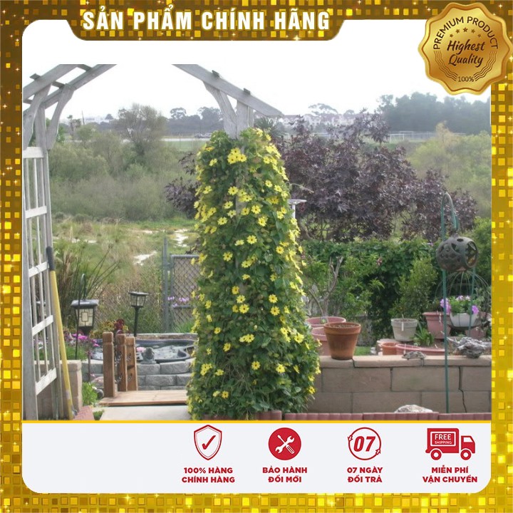 Hạt giống Hoa Ánh Dương ( 04 hạt)