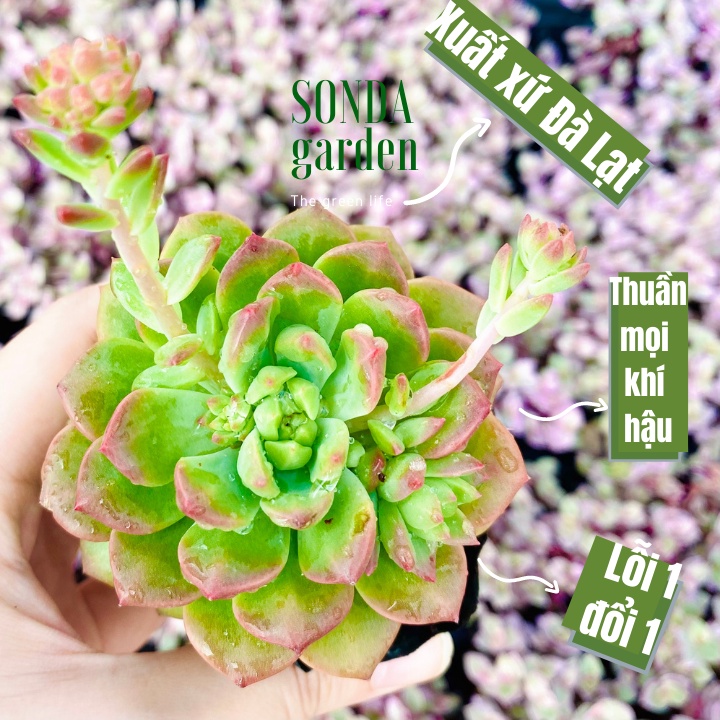 Sen đá mặt trời giống mới SONDA GARDEN size bé 5-8cm, xuất xứ Đà Lạt, khoẻ đẹp, lỗi 1 đổi 1