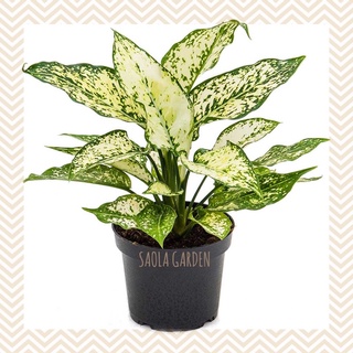 Cây Ngọc ngân - Aglaonema Kiwi - Cây cảnh để bàn nội ngoại thất phong thủy dễ chăm sóc hoa văn đẹp