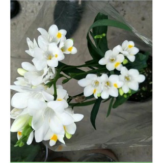 Củ giống hoa lan nam phi hoa màu trắng - ( 1 củ kèm viên nén xơ dừa ươm củ ) - STHG2