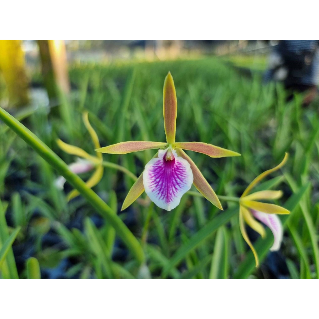 Hoa lan đuôi công cây giống