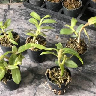 Phi điệp mắt đỏ