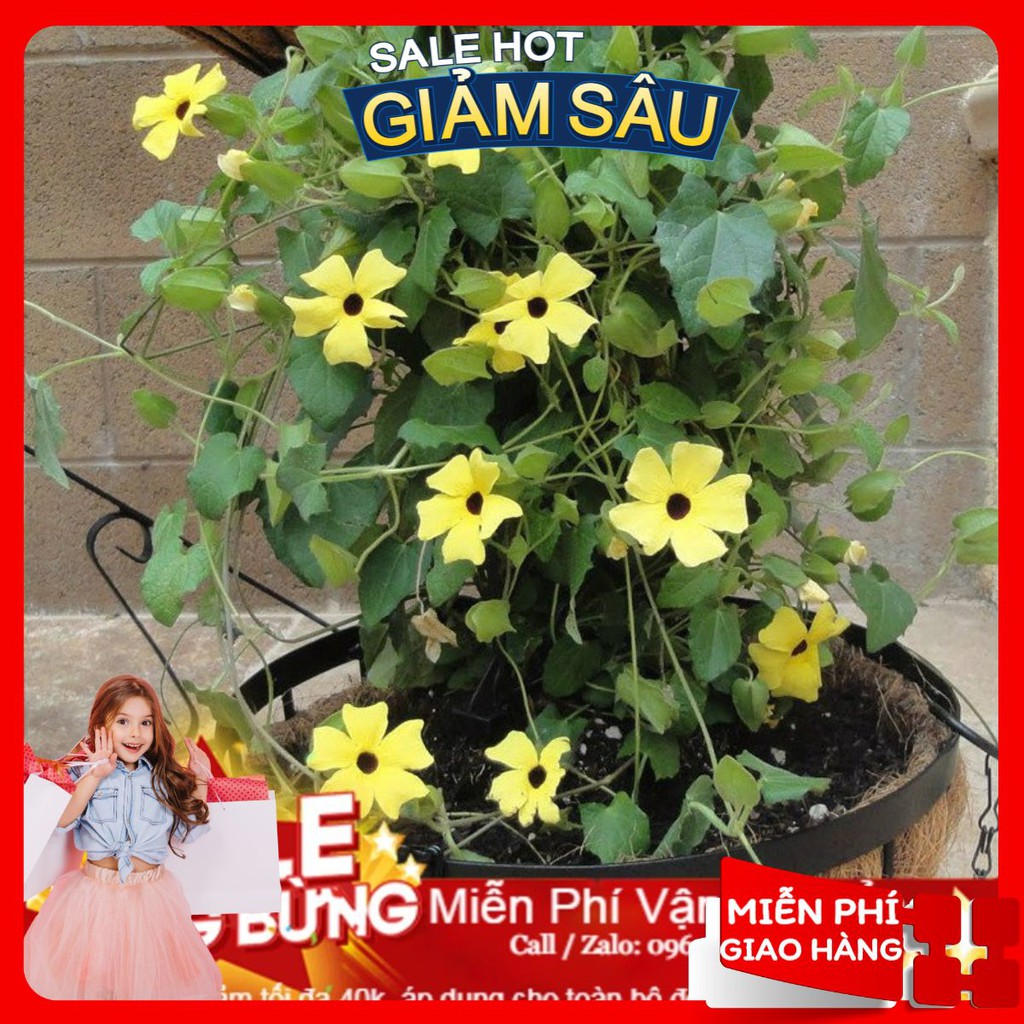 Hạt Giống Hoa Ánh Dương Mix - 4 Hạt / Gói