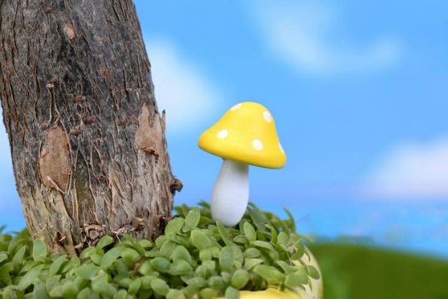 Cây Nấm Lớn Nhiều Màu ( Cây Nấm Gỗ Nhiều Màu) -  Phụ Kiện Trang Trí Tiểu Cảnh Terrariums