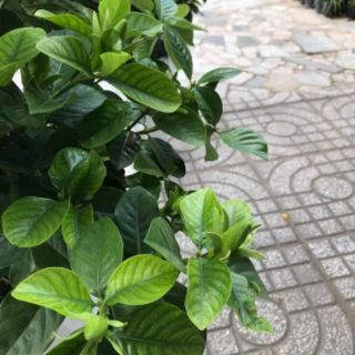 Cây 🌲 Bạch Thiên Hương ...hoa thơm