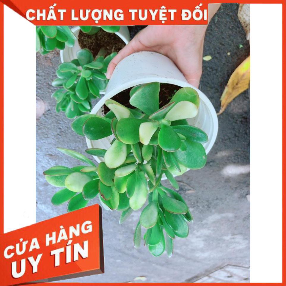 Chậu Ngọc Bích Nhiều Người Mua