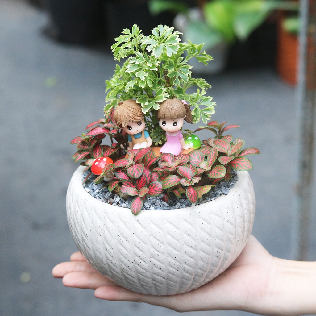Cây đinh lăng ưa bóng râm, size mini để bàn xinh xắn