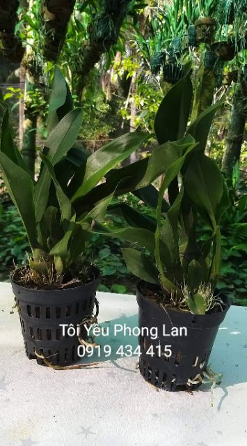 Vũ nữ hoàng hậu cây trung 99k