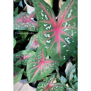 (Hỏa Tốc) Môn Caladium Bicolor