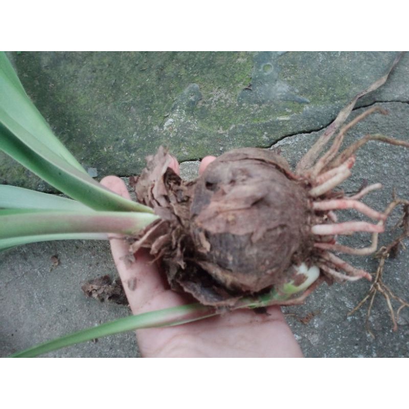 Củ huệ hoàng thanh