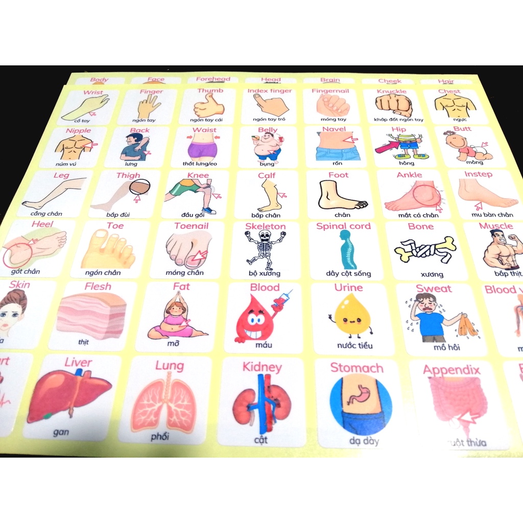 🔥42 miếng dán stickers từ vựng tiếng Anh chủ đề BODY - 42 Eng/Vi vocabulary stickers topic BODY 🔥