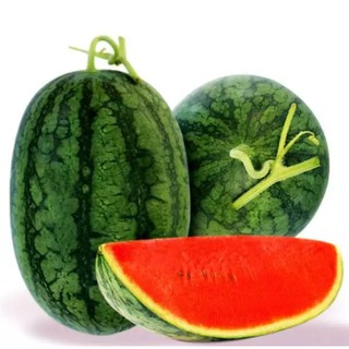 HẠT GIỐNG DƯA HẤU LAI 388