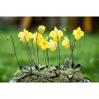 CÂY GIỐNG LAN HÀI MỐC VÀNG - HOA ĐẸP KIÊU SA GIỮA NÚI RỪNG TÂY BẮC