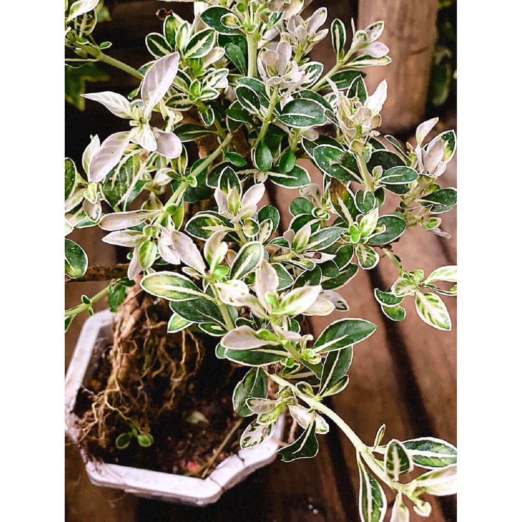 Cây Serissa japonica Snow Leaves (Lục Nguyệt Tuyết) Bonsai rễ trần