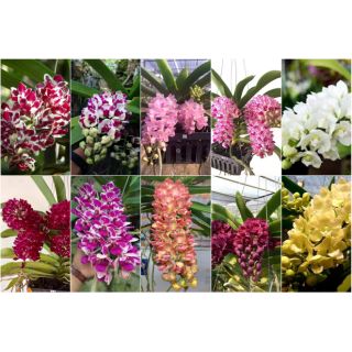 Combo 10 lan ngọc điểm giống 10 màu