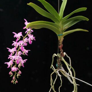 hoa phong lan quế tím 3 cây