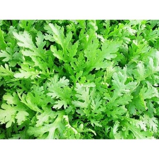 HẠT GIỐNG CẢI CÚC NẾP -  GÓI 20 gram