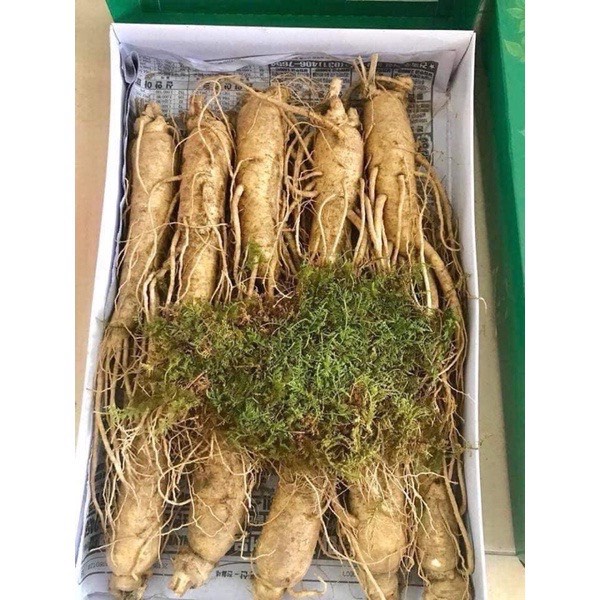 1 CỦ SÂM HÀN QUỐC LOẠI THÂN DÀI