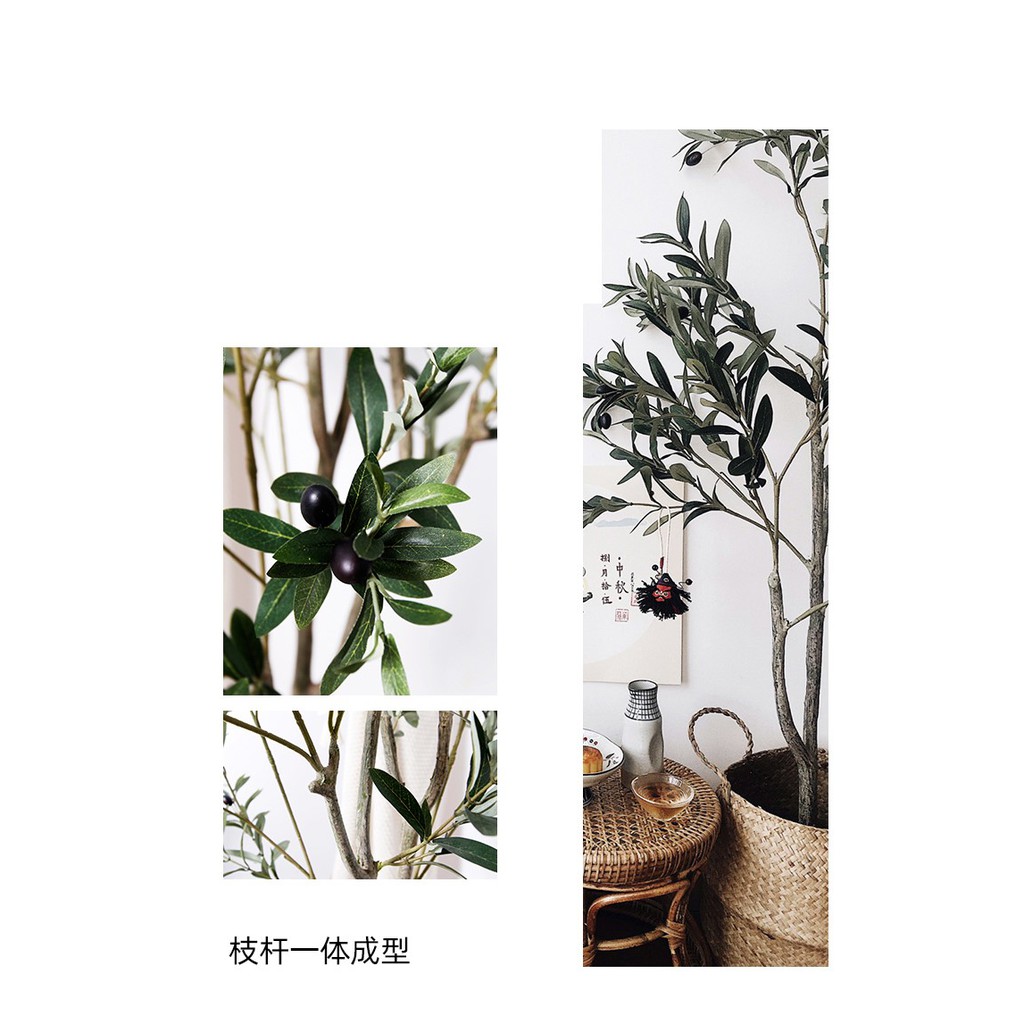 Cây olive decor 1m2 - Cây olive cao cấp decor trang trí shop / phòng khách Olive Tree