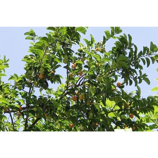100 Hạt giống cây chay (Kèm kích thích hạt nảy mầm)