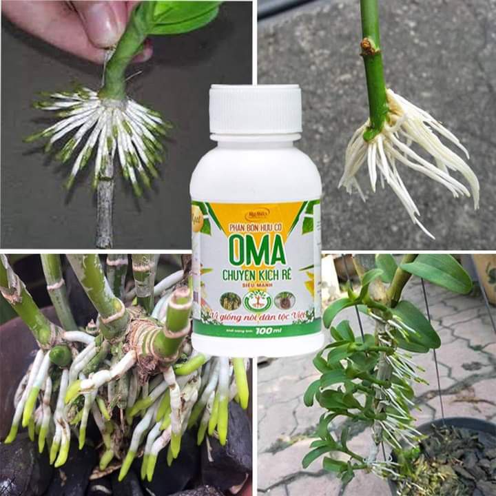 KÍCH RỄ OMA root 100ml