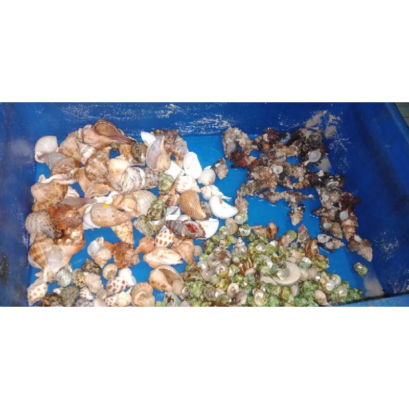 vỏ ốc mượn hồn