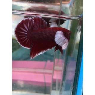 BETTA DUMBO LAVENDER