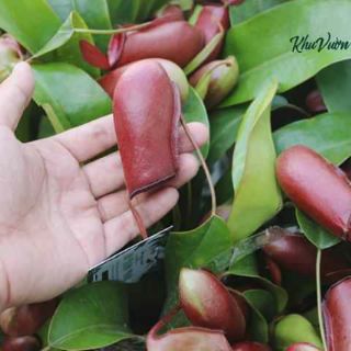 Cây nắp ấm.... cây bắt mồi
