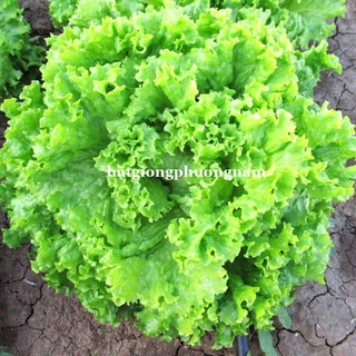 5GR - HẠT GIỐNG RAU XÀ LÁCH XOĂN