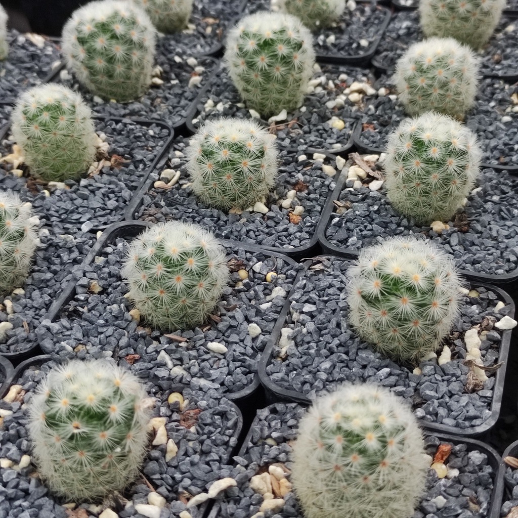 Xương Rồng Mami Trắng