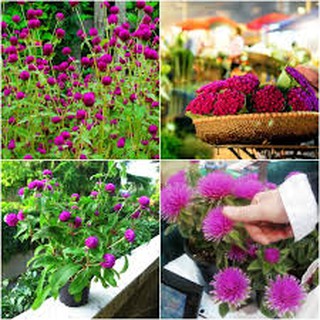 HẠT GIỐNG HOA BÁCH NHẬT TÍM GÓI 50 HẠT