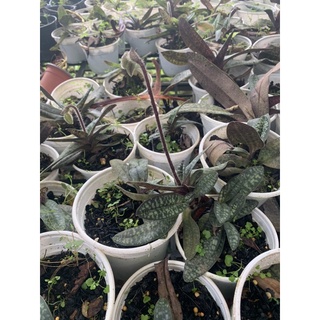 hoa lan hài hồng đang nụ