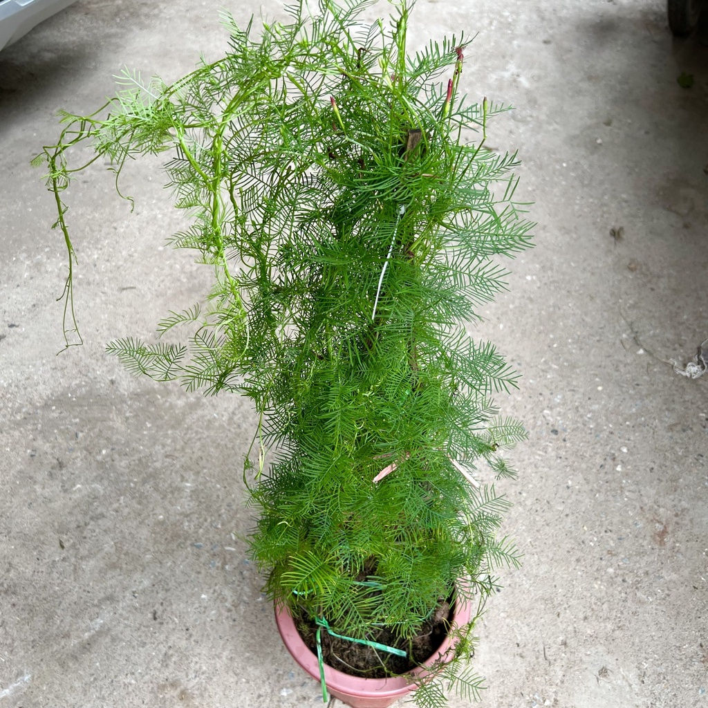 Cây hoa sao thân leo cao 70cm, cây hoa leo giàn trang trí sân vườn và ban công tạo bóng mát