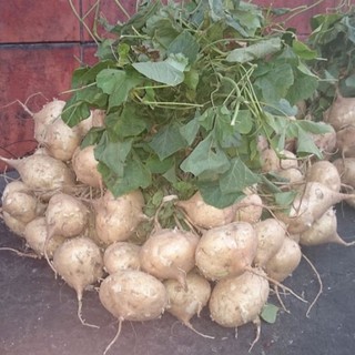 HẠT GIỐNG CỦ ĐẬU CAO SẢN (1kg)