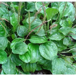 ( 1Gram = 6000 hạt ) Hạt giống cây rau mã đề
