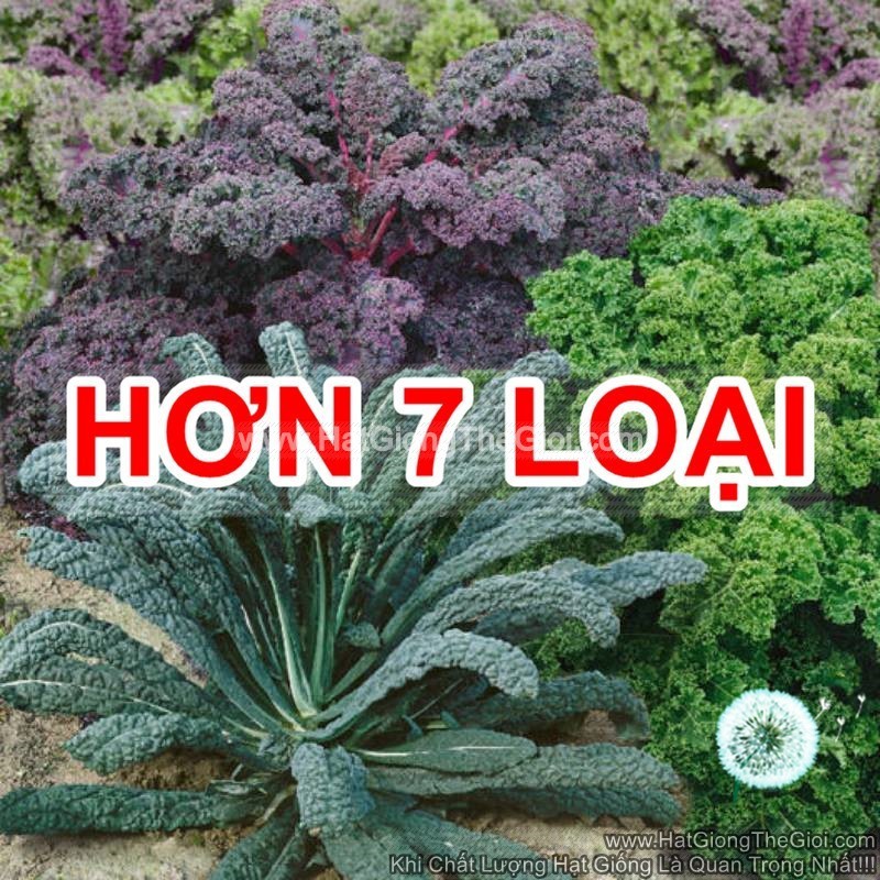 0.5Gr 150h Hạt Giống Cải Xoăn Kale Crazy Mix (B2.405| C47*W55)