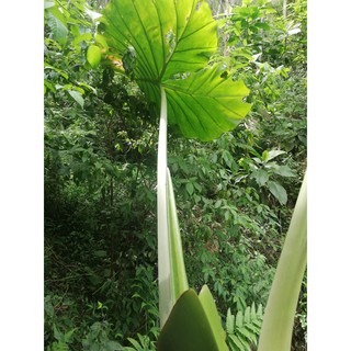 củ cây ráy khổng lồ  làm cảnh