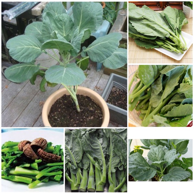 Hạt giống Cải Rổ Phú Nông