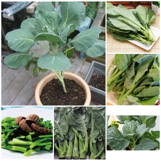 Hạt giống Cải Rổ Phú Nông