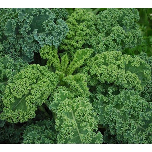 HẠT CẢI KALE - CẢI XOĂN XANH - GÓI 2 GRAM