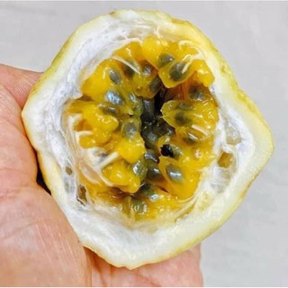 cây giống chanh leo và ngọt