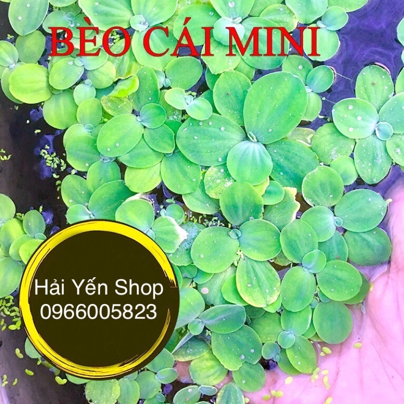 20 BÈO CÁI MINI SIÊU LỌC NƯỚC BỂ CÁ CẢNH