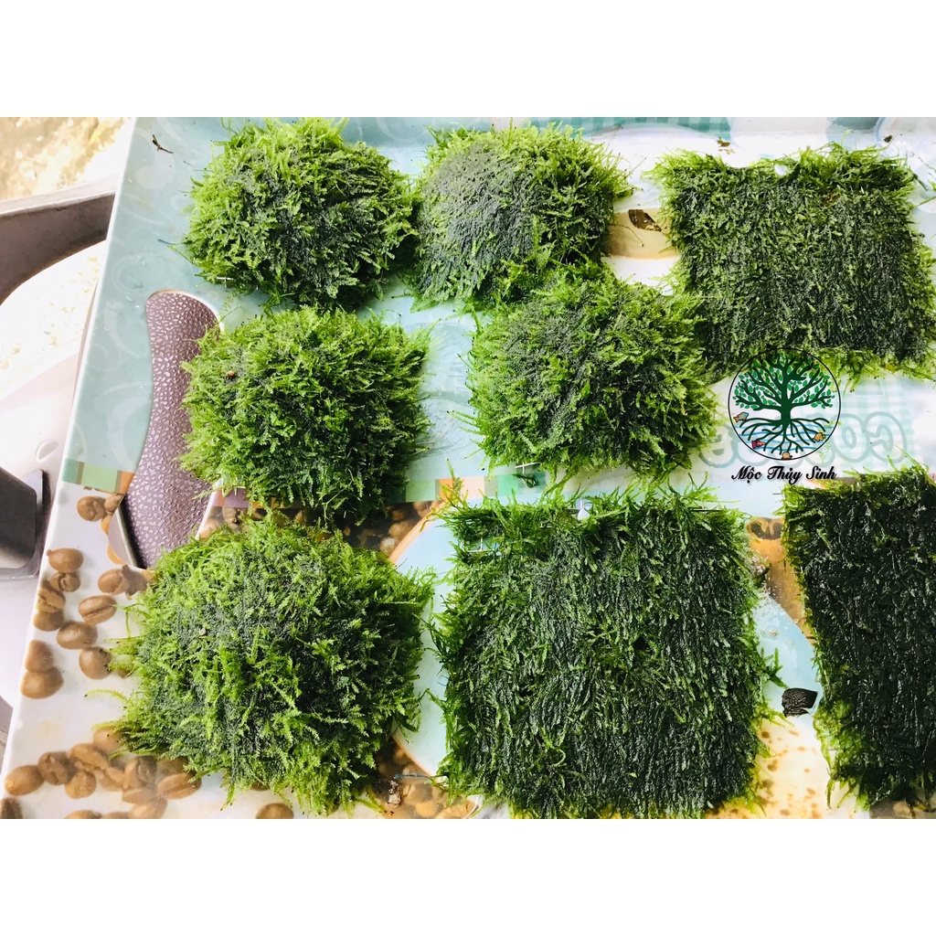 Rêu thủy sinh - Mini Spinky lá nước và Cầu rêu 9x9- Trang Trí Hồ Cá Thuỷ Sinh - Rêu Thuỷ Sinh Dễ Trồng