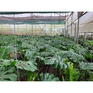 Chậu cứng Trầu bà Nam Mỹ